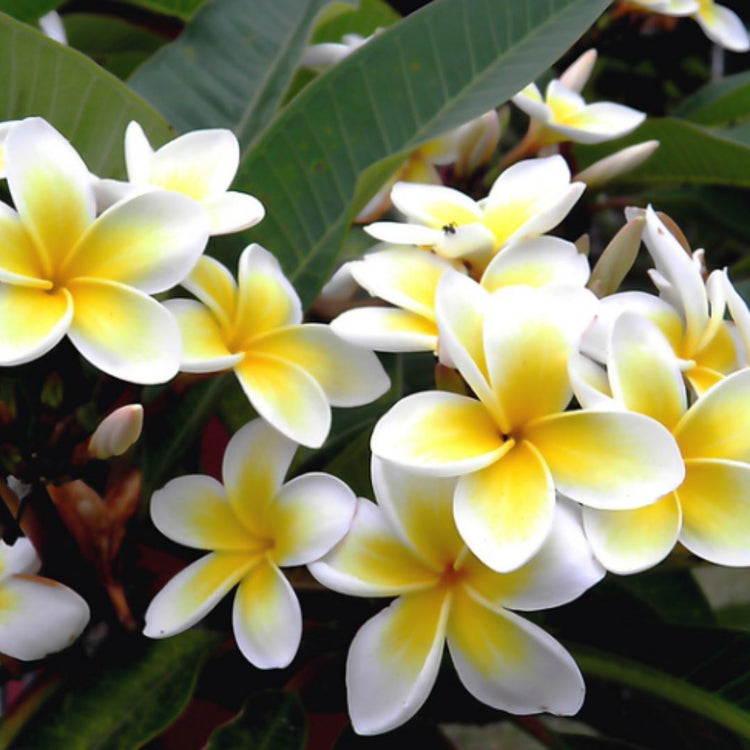 Jasmin
