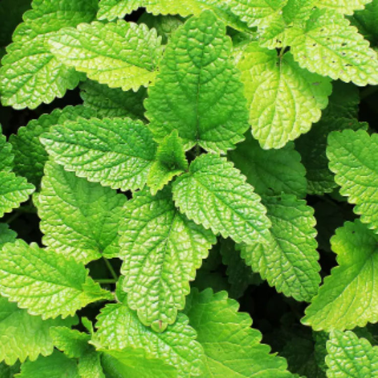 Menta